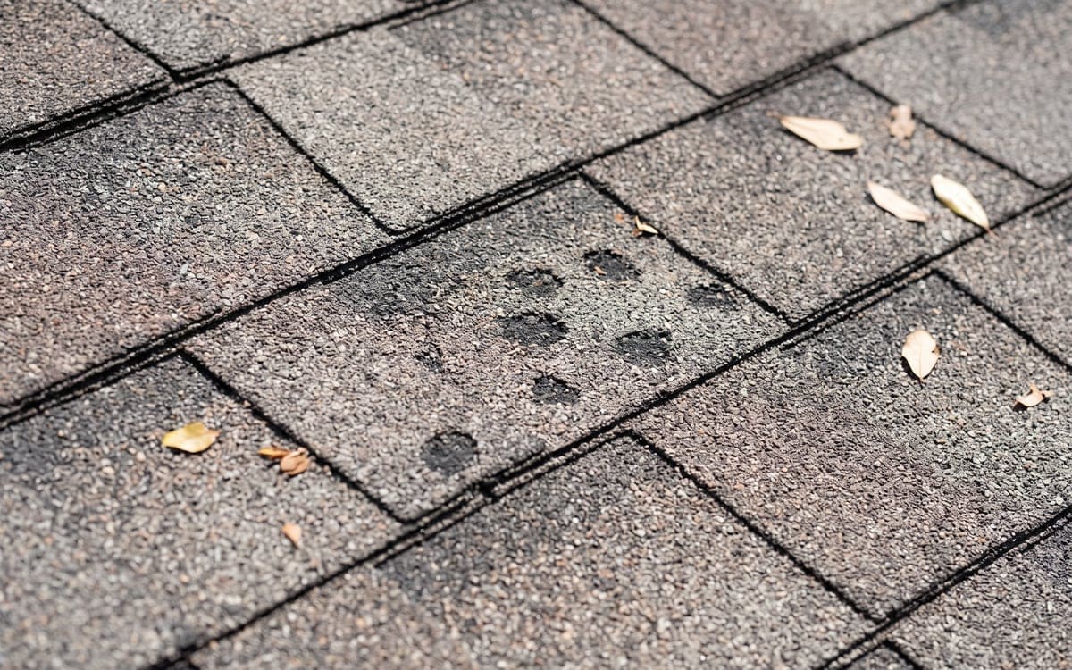 Close view of an architectural shingle with scattered round dark marks where granules are knocked loose, the shingles around it intact.